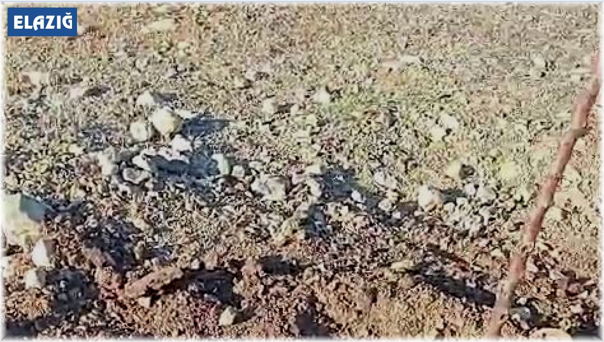 Domuzlar bahçeyi talan etti