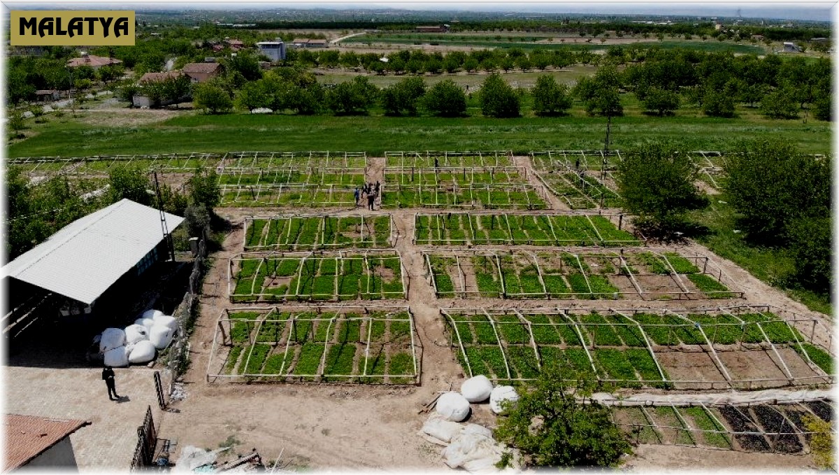 Don vuran kayısıların yerine üreticiler sebze ekimine yöneldi