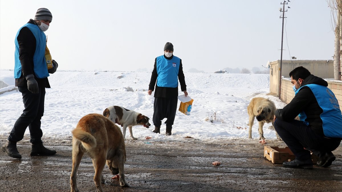 Dondurucu soğuğun etkili olduğu Ağrı'da sokak hayvanlarının yaşam alanlarına mama ve et bırakıldı