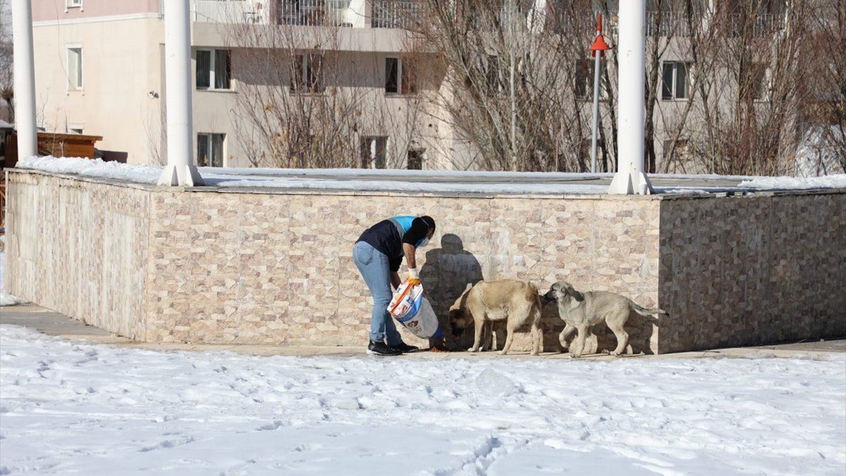 Dondurucu soğuğun etkili olduğu Van'da sokak hayvanlarına yem bırakıldı