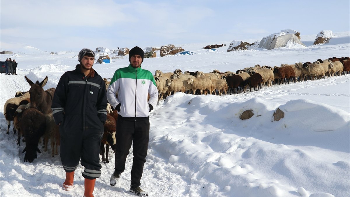 Dondurucu soğuk, metrelerce kar: Ağrı’da hayvanlar için verilen yaşam mücadelesi