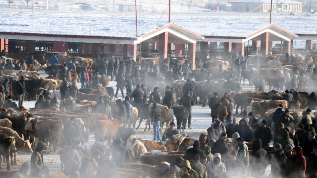Dondurucu soğuklar durdurmuyor: Ağrı Hayvan Borsası kışın da hareketli