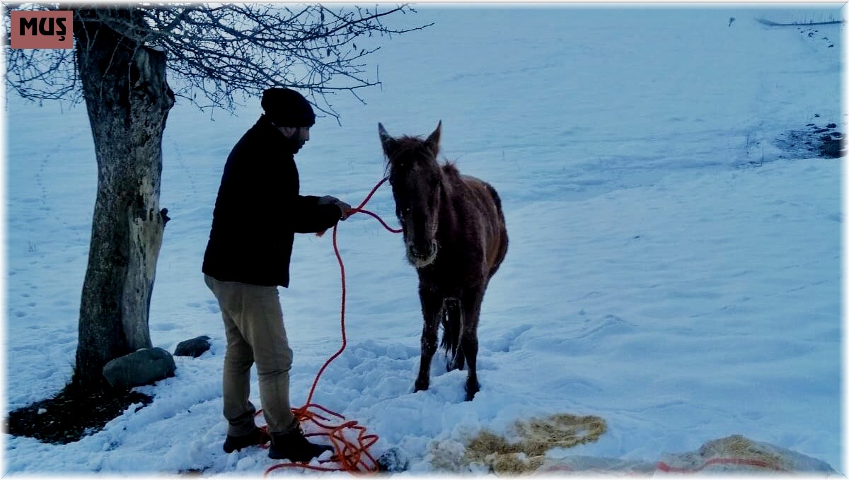 Dondurucu soğukta ölüme terk edilen yaralı ata Muş Valisi sahip çıktı