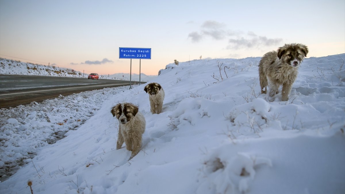Donma tehlikesi geçiren yavru köpekleri belediye ekipleri kurtardı