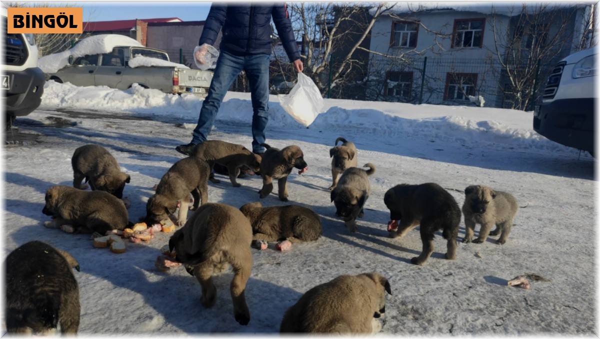 Donmak üzere olan 17 yavru köpeğe vatandaşlar sahip çıktı
