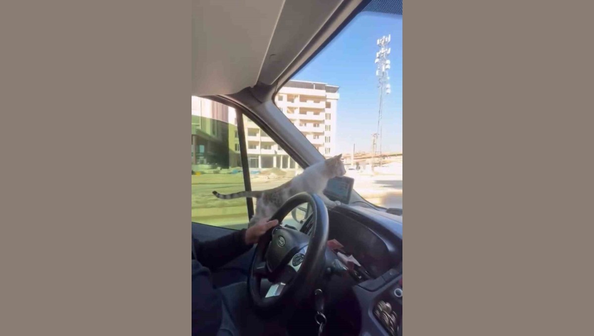 Donmak üzere olan kediyi aracına aldı: Şoförün duyarlı hareketi yolcuların takdirini topladı