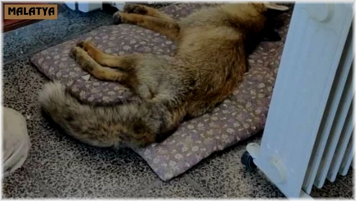 Donmak üzere olan tilkinin yardımına korucu yetişti