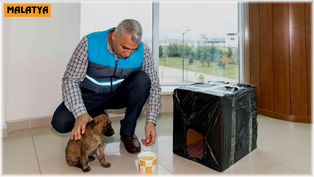 Donmak üzere olan yavru köpeği MASKİ personelleri kurtardı