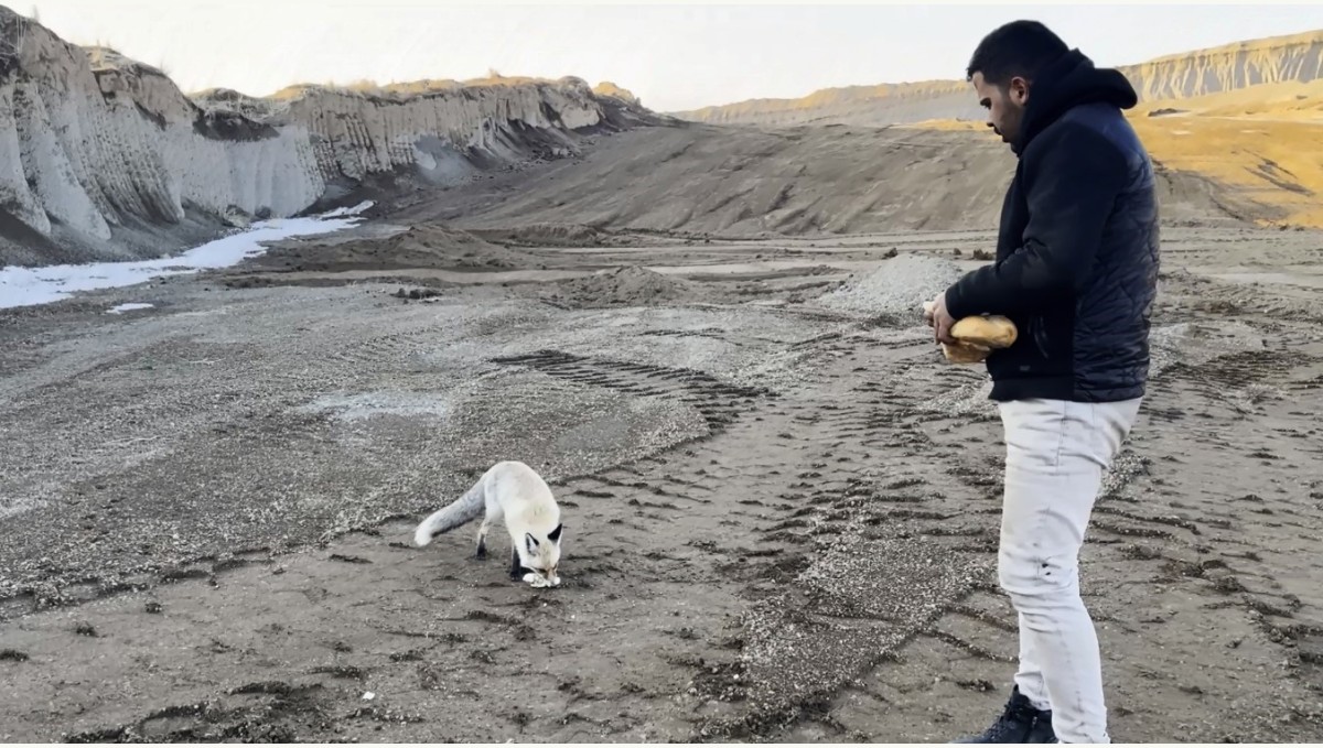 Dostluk kurdukları tilkiyi 2 yıldır her gün besliyorlar