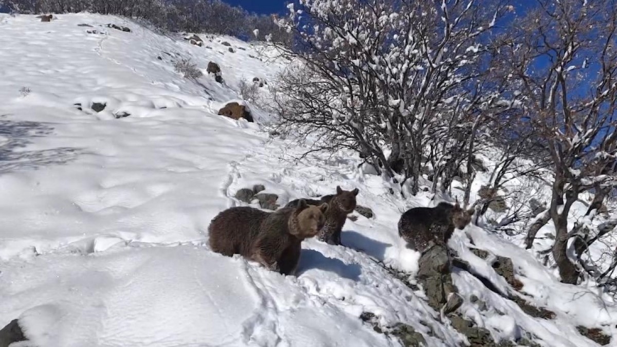 Dron kamerasına yakalanan ayı ailesinin görüntüleri belgeselleri aratmadı