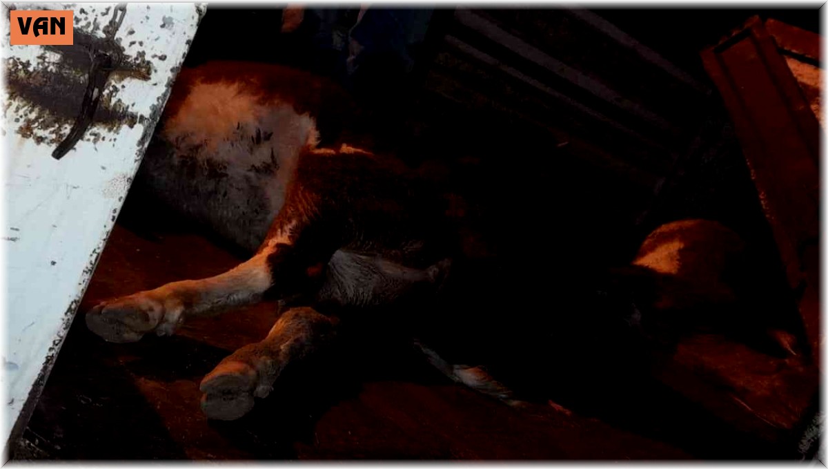 DSİ kanalına düşen 7 hayvandan 4'ü telef oldu