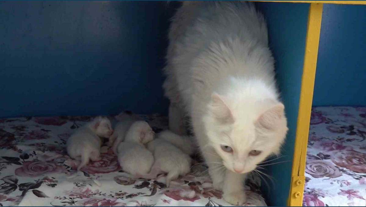Dünya güzeli Van kedisi 'Su' 5 yavru doğurdu