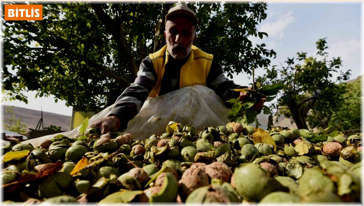 Dünyaca ünlü Adilcevaz cevizinin hasadı devam ediyor