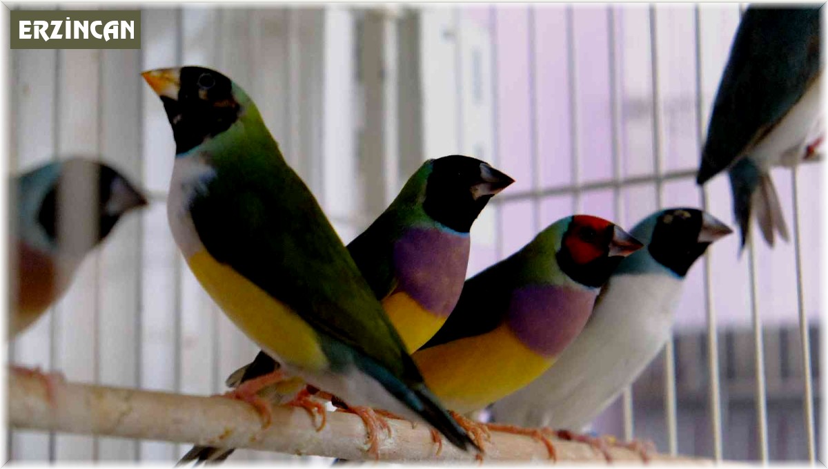 Dünyaca ünlü rengarenk egzotik kuşlar Erzincan'da yetiştiriliyor
