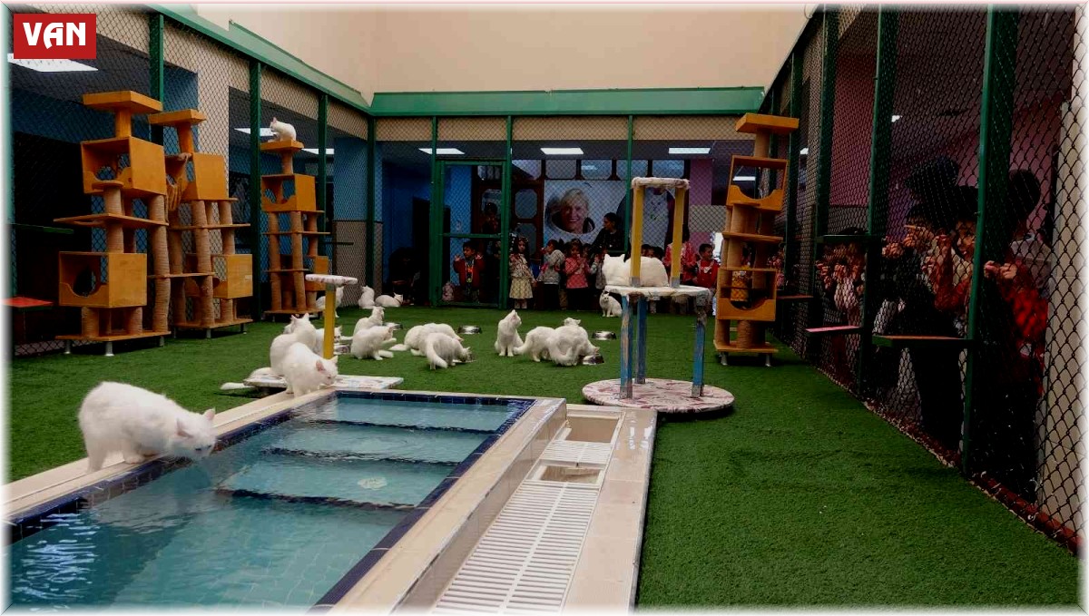 Dünyaca ünlü Van kedilerine 2022 yılında ziyaretçi akını