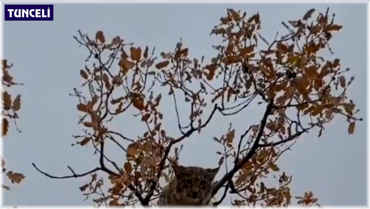 Dünyada birinci derece koruma altında bulunan vaşak, Tunceli'de görüntülendi