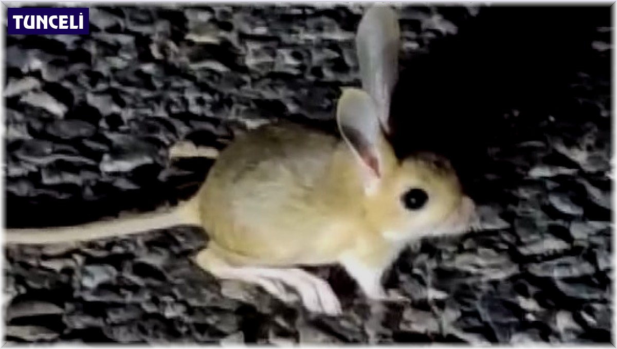 Dünyada kırmızı listede bulunan Arap tavşanı Tunceli'de görüntülendi