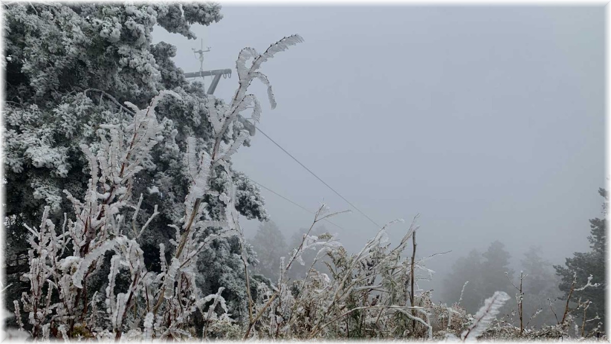 Dünyada sadece iki bölgede olan kristal kar ağaçları beyaza bürüdü