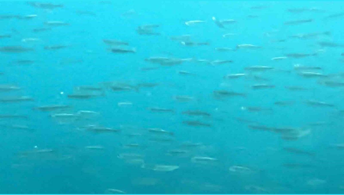 Dünyanın en büyük sodalı gölünde inci kefallerinin sualtı şöleni