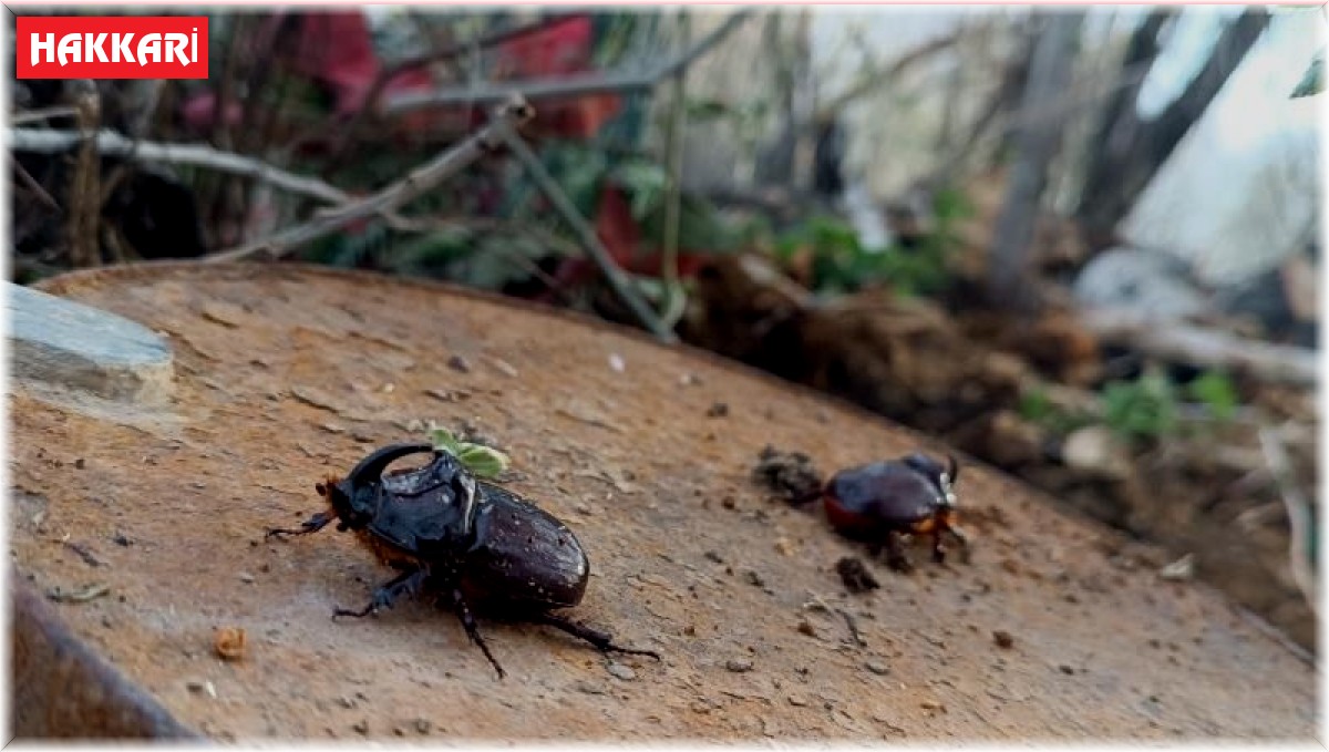 Dünyanın en güçlü böceği Yüksekova'da görüldü