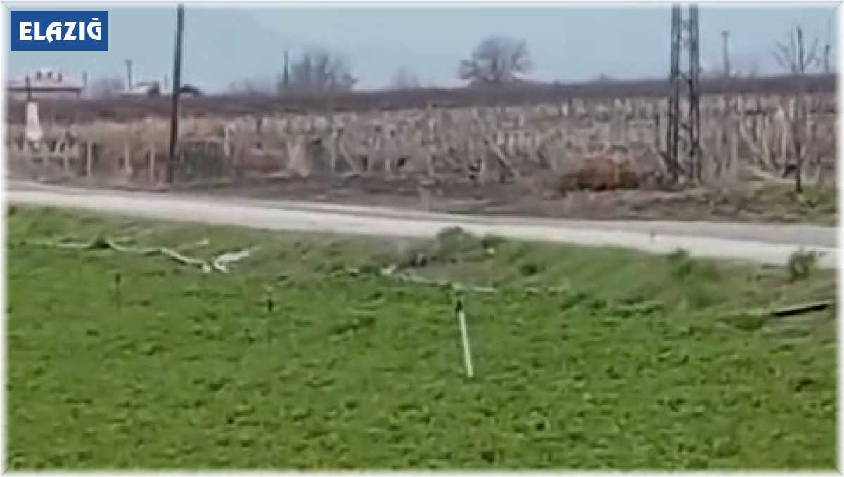 Düşman ikiliyi soğuk birleştirdi: Üşüyen kedi ile köpeğin dayanışması yürekleri ısıttı