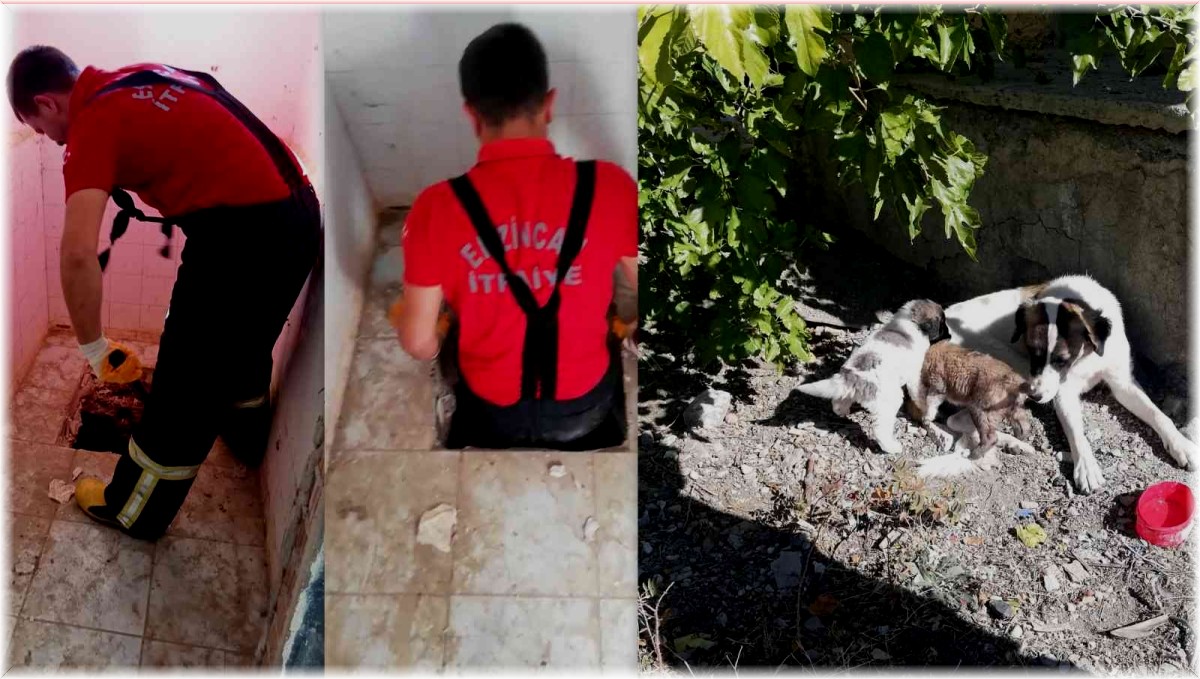 Düştükleri kuyuda mahsur kalan 2 köpek yavrusu, itfaiye ekiplerince kurtarıldı
