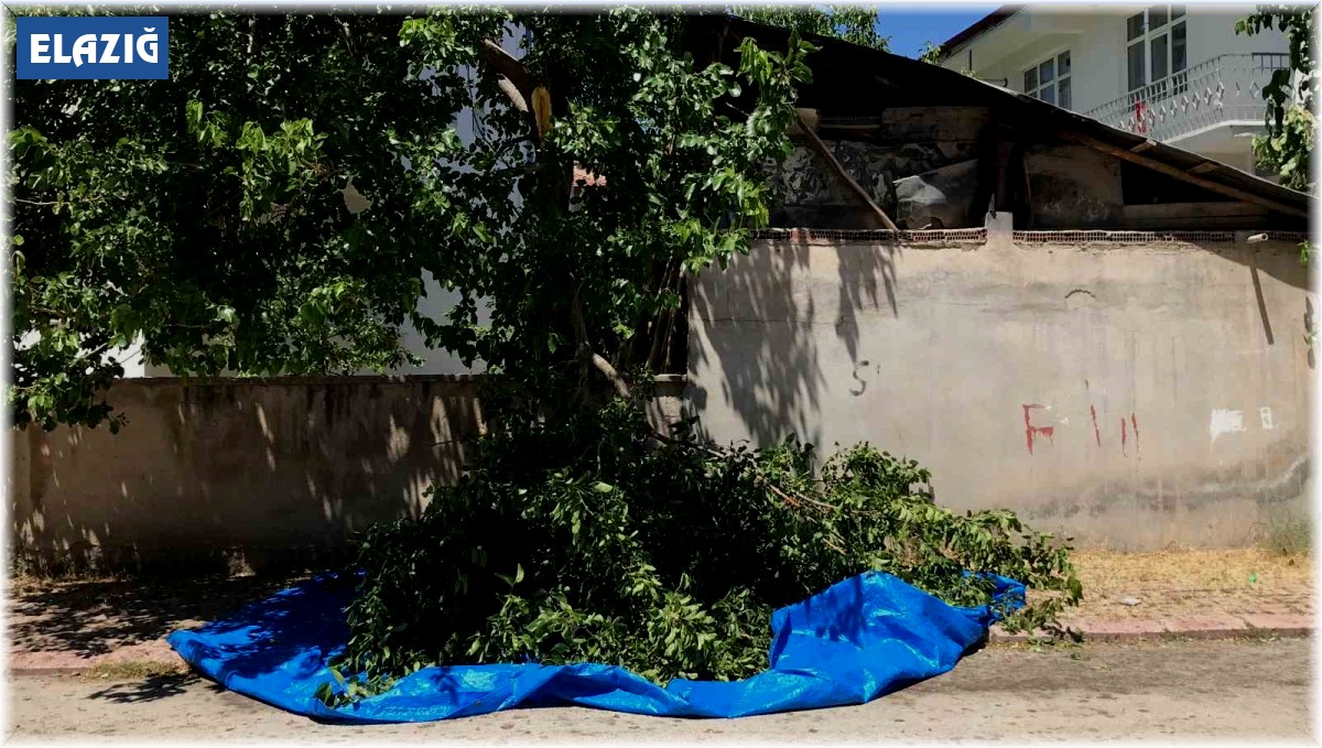 Dut silkelerken ağaçtan düşen adam ağır yaralandı