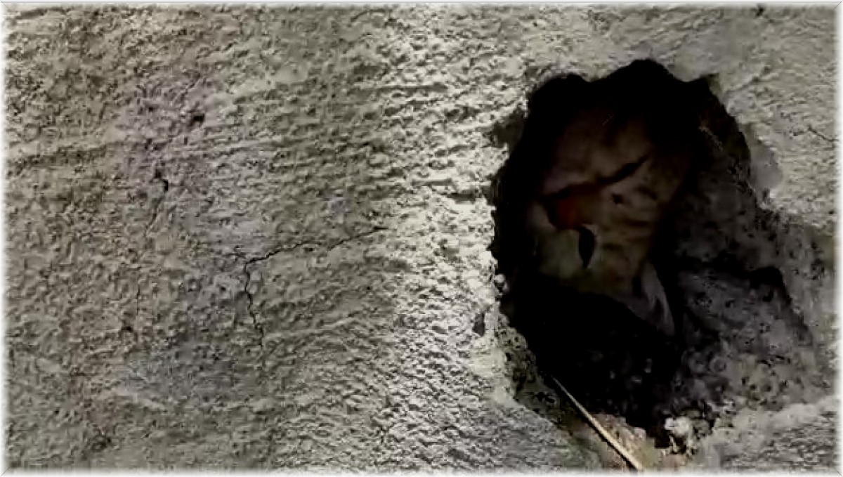 Duvardaki delikte sıkışan kedi kurtarıldı