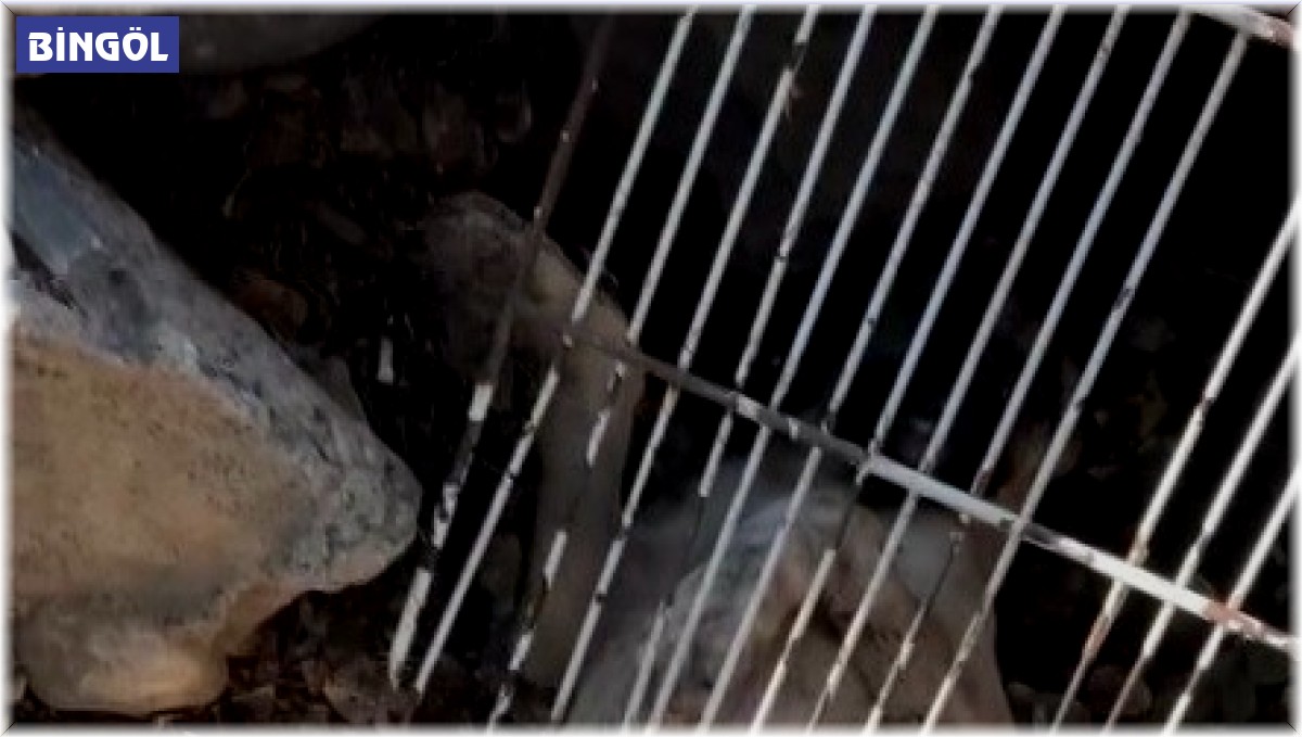 Duyarlı vatandaş, demirlere sıkışan köpeği kurtardı