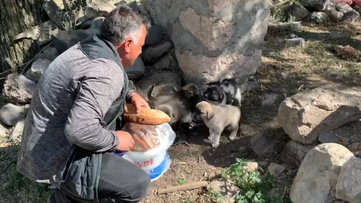 Duyarlı vatandaş sokak hayvanları doyuruyor