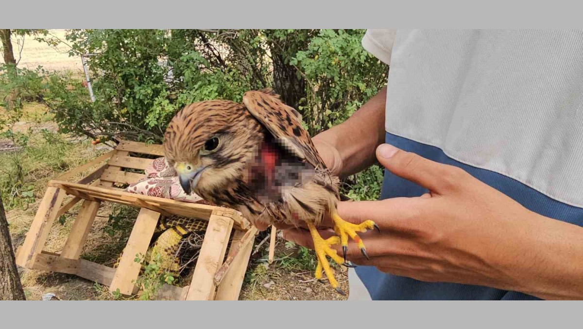 Duyarlı vatandaş yaralı atmacayı besleyip yetkililere teslim etti