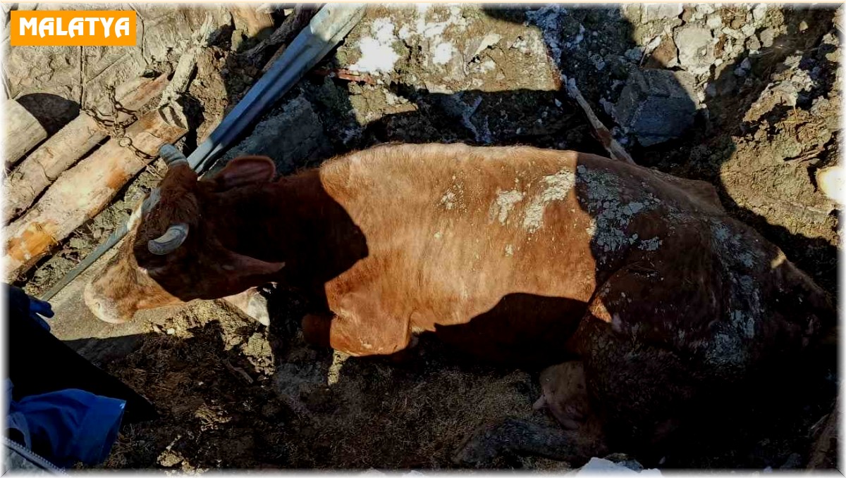 Ekipler enkaz altında kalan hayvanları kurtarılıp, brandadan hayvan barınağı kuruyor