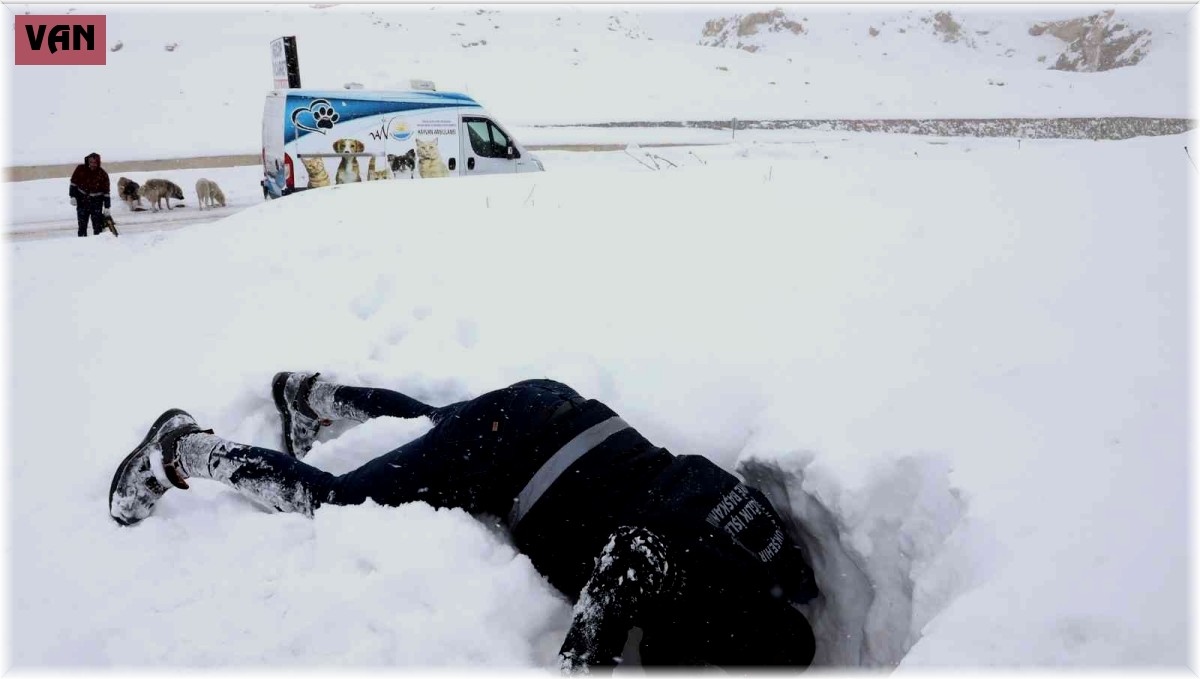 Ekiplerin dikkati yavru köpekleri donmaktan kurtardı