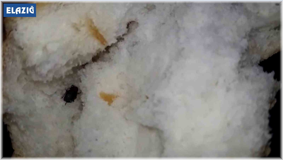 Ekmeğin içerisinden böcek çıktı