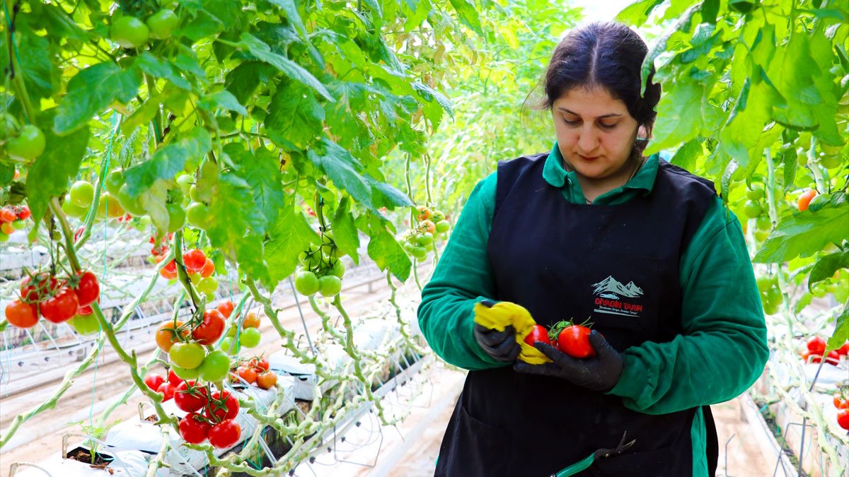 Eksi 25 derecede domates: Diyadin’de jeotermal seralardan yılda 1.200 ton üretim