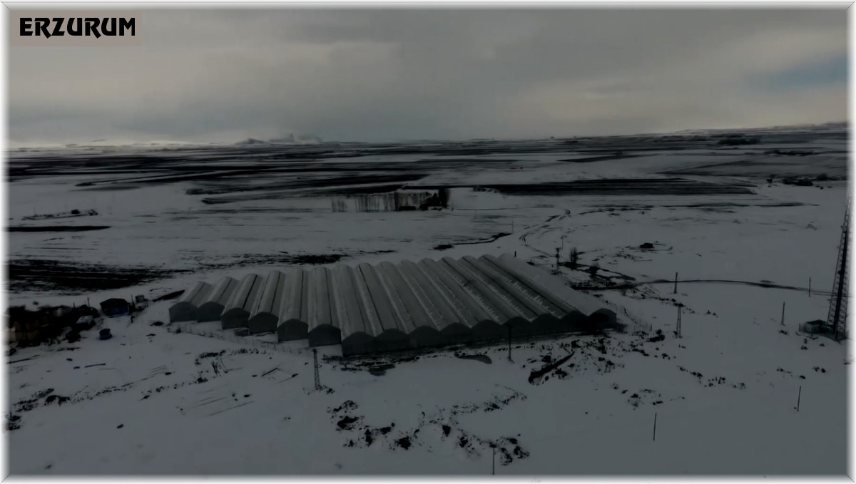 Eksi 30 derecede Hindistan cevizi kabuğunda 25 ton domates üretecekler