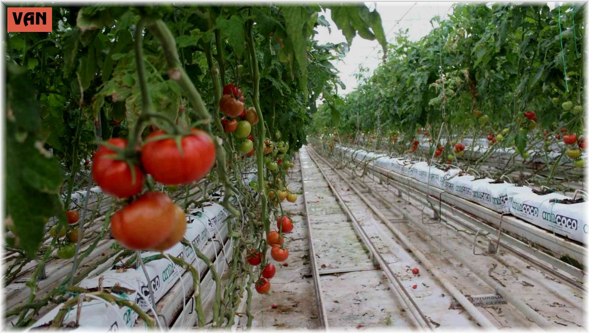 Eksi 40 derecede domates üretimi