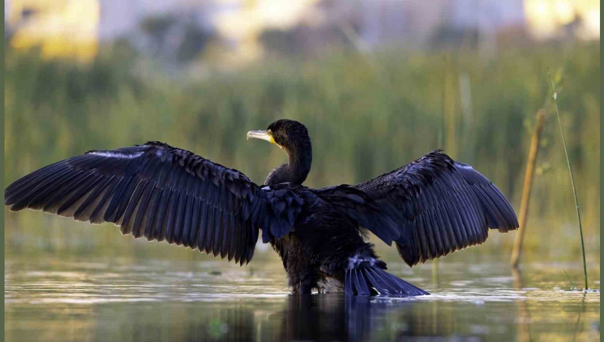 Ekşisu Sazlığı, 149 kuş türüne ev sahipliği yapıyor