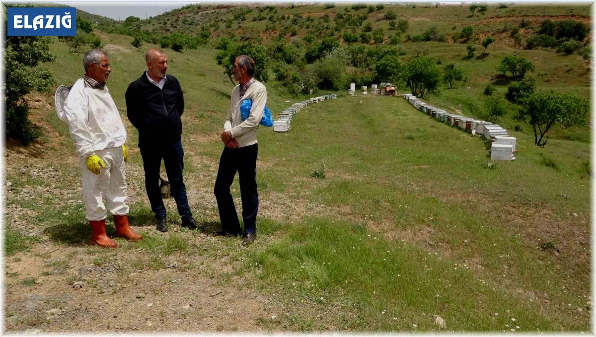 Elazığ Arı Yetiştiricileri Birliği Başkanı Canbay: "Ekolojik dengede en önemli unsur arıdır"