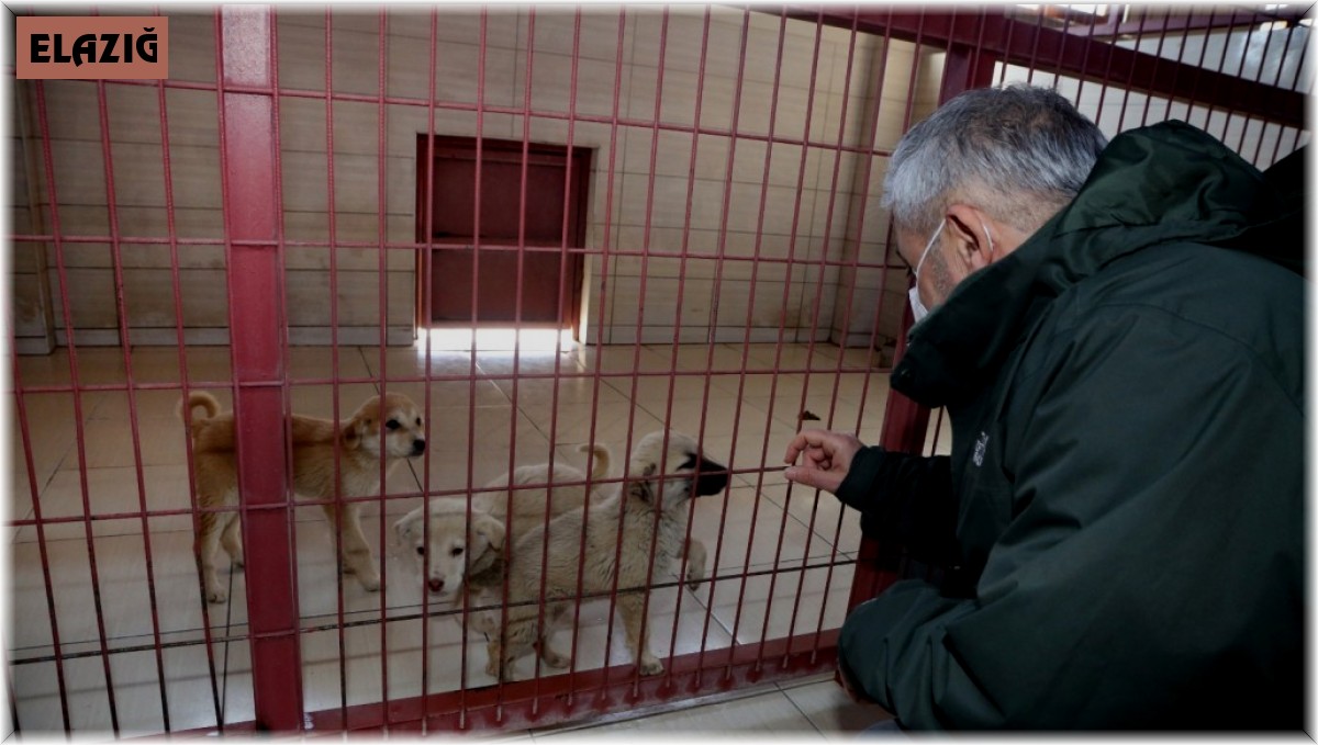 Elazığ Belediyesi Hayvan Bakım Evi ziyarete açılıyor