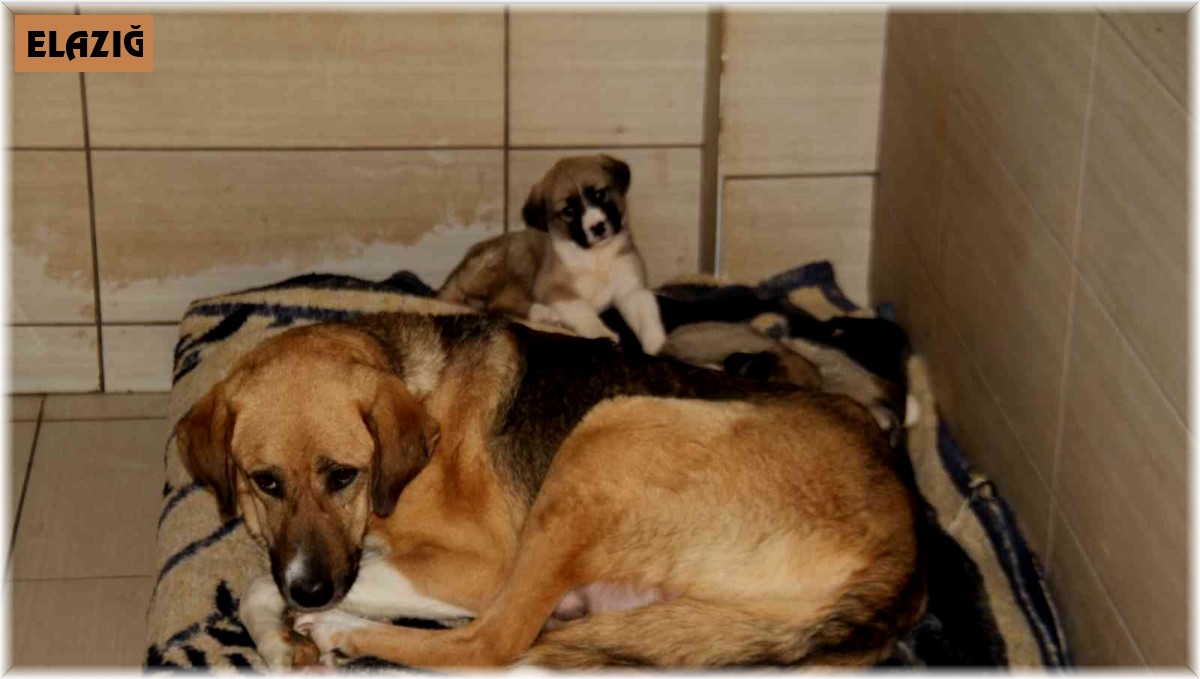 Elazığ Belediyesi Hayvan Hastanesi ve Bakım Evinde 5 binin üzerinde hayvan tedavi edildi