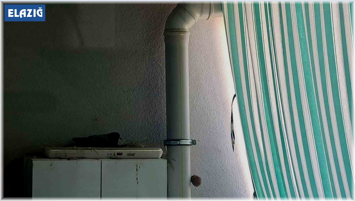 Elazığ Belediyesi minik Ahsen'in hayvan sevgisini karşılıksız bırakmadı