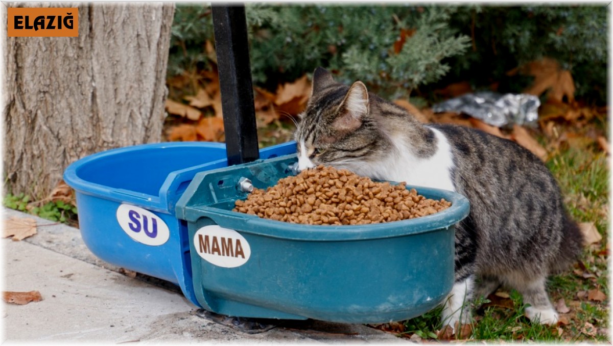 Elazığ Belediyesi sokak hayvanları için üniversite kampüsüne beslenme otomatı bıraktı