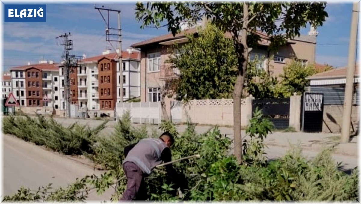 Elazığ Belediyesinden ağaç budama çalışması