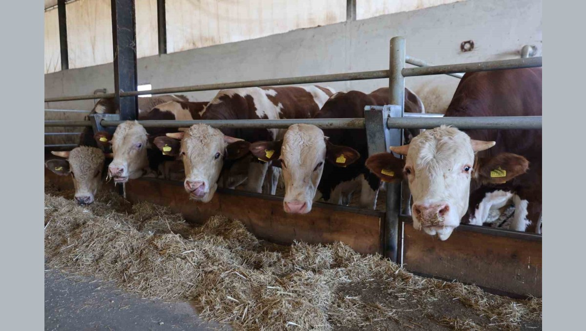 Elazığ Bölge Veterinerler Odası Başkanı Bulut: "Şap hastası olan hayvanın kesilmesinde bir sakınca yoktur"