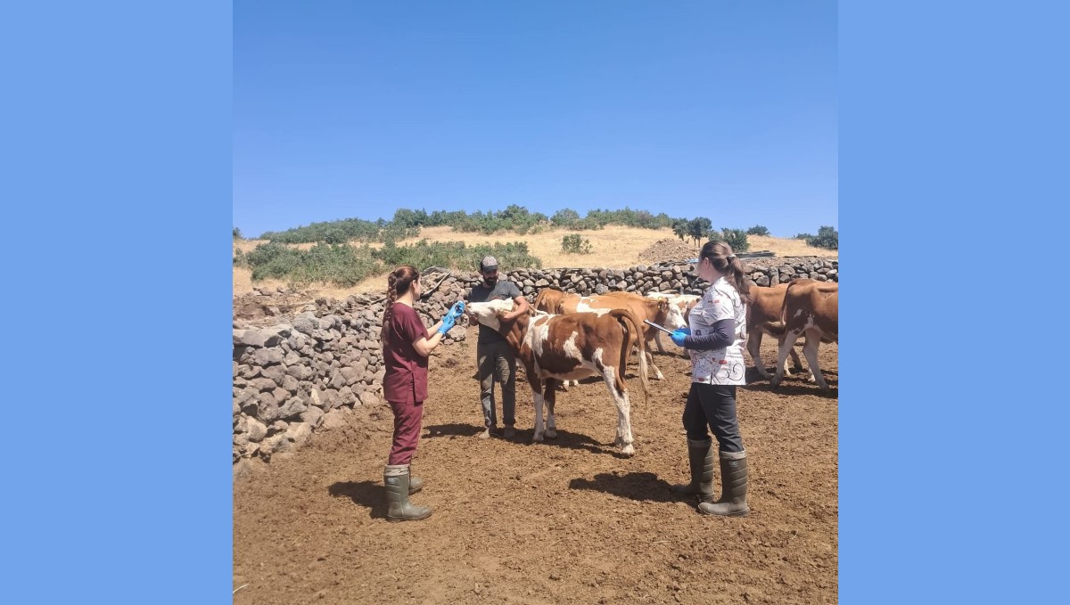 Elazığ büyükbaş hayvanlara yönelik aşılama çalışması