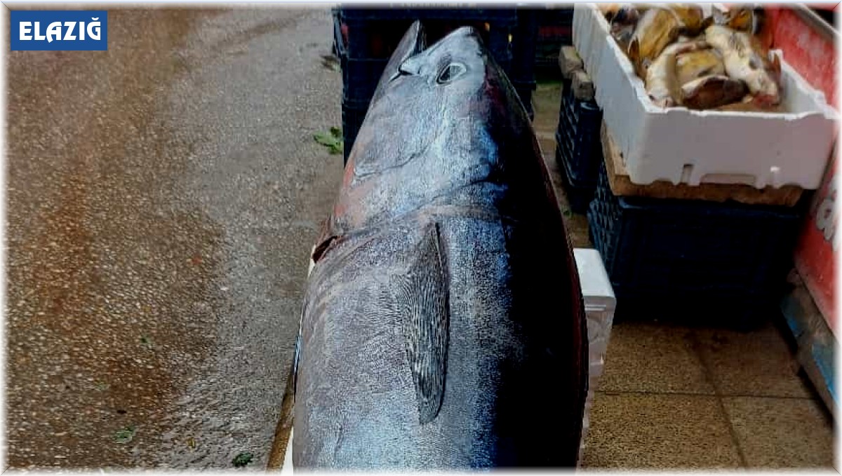 Elazığ'da 1 metre 74 santimetrelik dev orkinos yoğun ilgi gördü