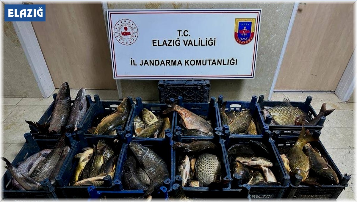 Elazığ'da 1 ton kaçak balık ele geçirildi