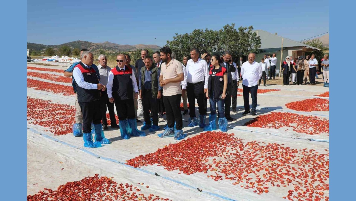 Elazığ'da 100 bin 352 ton domates rekoltesi bekleniyor