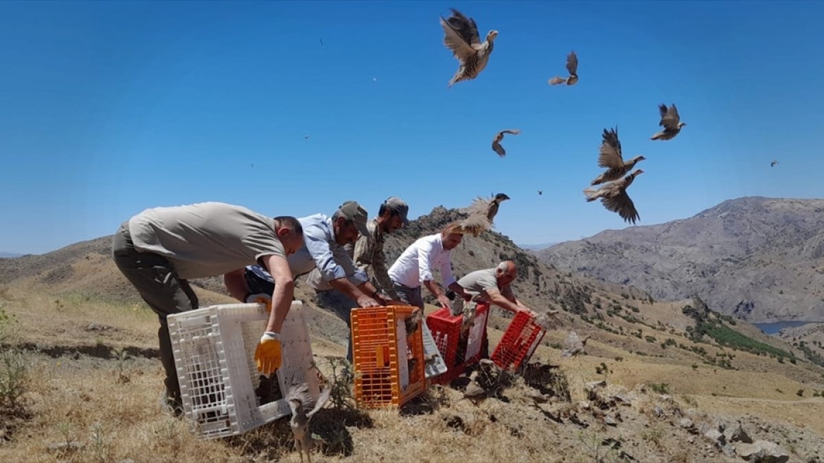 Elazığ'da 1000 kınalı keklik doğaya bırakıldı